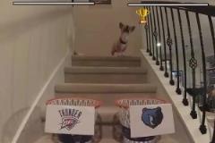 這還有可能嗎？網(wǎng)紅柯基預(yù)測(cè)雷霆灰熊首輪賽果，雷霆搶七晉級(jí)！