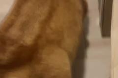 靜雨：科爾把常規(guī)賽的哲學用到了季后賽 這時候要硬碰硬打身體的