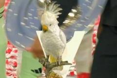 餐廳鸚鵡飾品亮相奪冠慶典，拜仁球員集體否認(rèn)“偷竊”說法