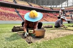 渝媒：龍興足球場8000平方米草坪移植完成 保障達國際A級賽事標(biāo)準(zhǔn)